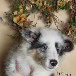 Willow (blue merle) - Blue merle and white female Shetland Sheepdog puppy in Idaho from Bellissimo Shelties