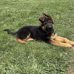 - John Boy - - Black and red male German Shepherd puppy in Galt, California from At Redwood Runs