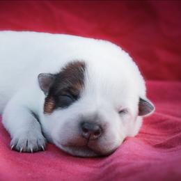Harlow - Red speckled female Australian Cattle Dog puppy in Runnels County, Texas from MC Heelers & Aussies