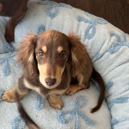 Dewey - Chocolate and cream male Dachshund puppy in Cave City, Kentucky from Mammoth Cave Dachshunds