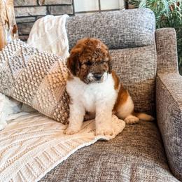 Dash - Mahogany and white female Saint Berdoodle puppy in Beaver, Utah from Rocky Ridge Ranch