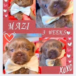 Prince Mazi - Liver male Shih Tzu puppy in San Tan Valley, Arizona from Pretty Paws Shih Tzu's