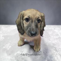 Marley - Cream male Dachshund puppy in Oklahoma City, Oklahoma from OkieDoxieland Dachshunds