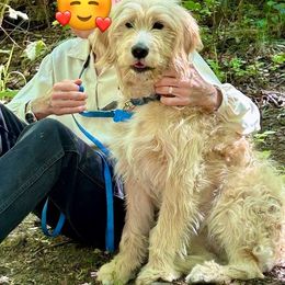 Bernedoodle, Goldendoodle, and Golden Mountain Doodle Puppies from Sonoran Standard Doodles