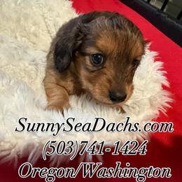 Dachshund Puppies from SunnySeaDachs