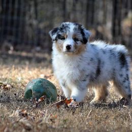 Australian Shepherd Puppies from Danell Australian Shepherd