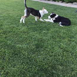 Border Collie Puppies from Simcoe Foothills Farm