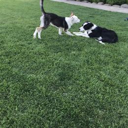 Border Collie Puppies from Simcoe Foothills Farm