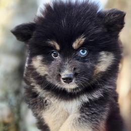 Mrs. White (Betty) SALE 2700 - Black female Pomsky puppy in Christiana, Tennessee from Smoky Mountain Pomskies