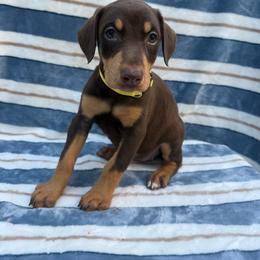 Reese - Red and rust female Doberman Pinscher puppy in Ludowici, Georgia from Royal Destiny Kennels