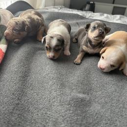 Chihuahua Puppies from Most Treasured Chihuahuas
