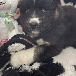 Siberian Husky Puppies from Siberian Huskies-Beckham the Great