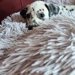 Spirit - White and black male Dalmatian puppy in Salem, Missouri from Paradise Spots Dalmatians