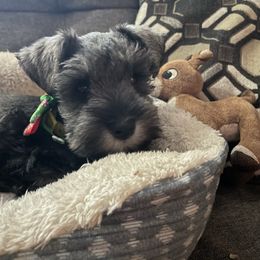 Dancer - Salt and pepper female Miniature Schnauzer puppy in Anthony, Florida from Amanda Tragash