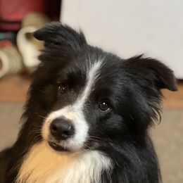 Crave - Border Collie
