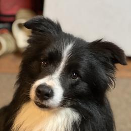 Crave - Border Collie