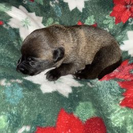 Gray Collar - Mahogany male Belgian Malinois puppy in Trenton, Georgia from Laeknir K9