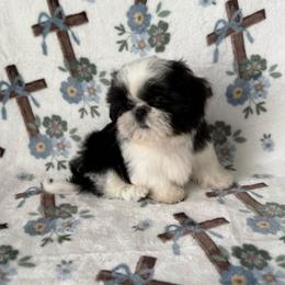 Finn - Black and white male Shih Tzu puppy in Shawnee, Oklahoma from Black Velvet Shih Tzu