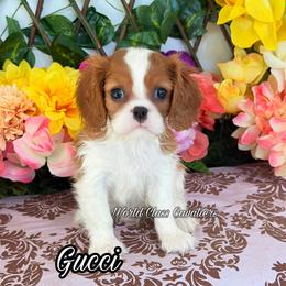 Gucci - Blenheim female Cavalier King Charles Spaniel puppy in Hollywood, Florida from World Class Cavaliers