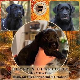 Yellow Collar - Black male Labrador Retriever puppy in Fair Oaks, California from Twisted Ranch Retrievers