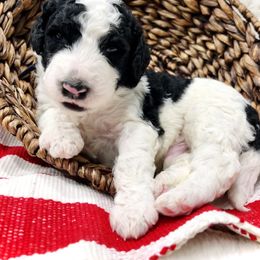 Sheepadoodle Puppies from Maplesierradoodles