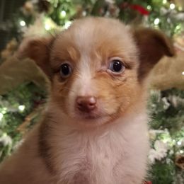 Oogie Boogie RMM - Red merle male Australian Shepherd puppy in Salem, Arkansas from Patchwork Kennels