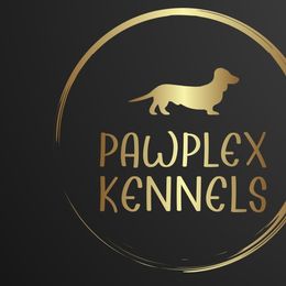 Dachshunds from Pawplex Kennels