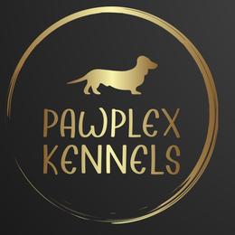 Dachshunds from Pawplex Kennels