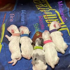 Shichon puppies from Kinzor Kennels