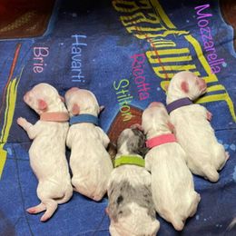 Shichon puppies from Kinzor Kennels