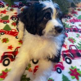 Aussiedoodle All Grown Up from Mini AussieDoodles on Meadow Lane