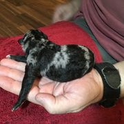 Boy 4 - Mudi puppy in Raeford, North Carolina from Wodan Kennels