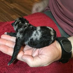 Boy 4 - Mudi puppy in Raeford, North Carolina from Wodan Kennels