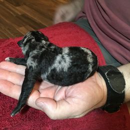 Boy 4 - Mudi puppy in Raeford, North Carolina from Wodan Kennels