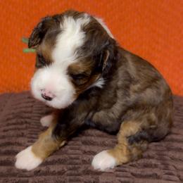 Topaz - Tri-color female Bernedoodle puppy in Bradenton, Florida from Peanut Butter Doodles