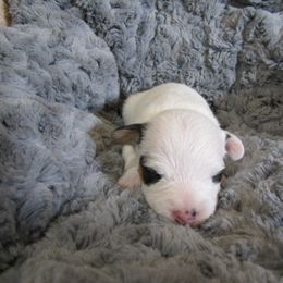 Jack Russell Terrier Puppies from Shell's Terriers