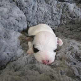 Jack Russell Terrier Puppies from Shell's Terriers
