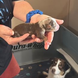 Smores (Harlequin) - Red merle female Australian Shepherd puppy in Williston, Florida from Over The Rainbow Aussies
