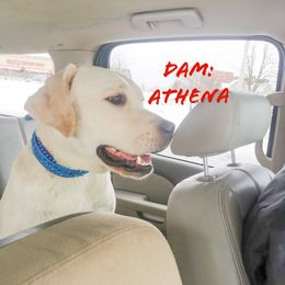 Athena - Labrador Retriever