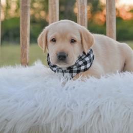 Australian Labradoodle, Labrador Retriever, and Poodle Puppies from Laird Farms