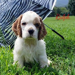 Cocker Spaniel Puppies from Stephanie Begley