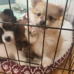 Pomeranian Puppies from Dawn's Pomeranians
