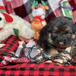 Xiva - Purple - Black and red female German Shepherd puppy in Iola, Wisconsin from DeFelice's German Shepherds