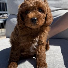 Bernedoodle, Cavapoo, and Goldendoodle Puppies from Adored Poodle & Doodles