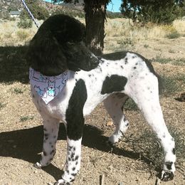 Australian Shepherd, Poodle, and Aussiedoodle All Grown Up from Sprout Creek Farms