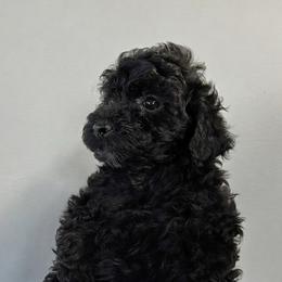 Tag - Black male Poodle puppy in Centralia, Illinois from Brick Hill Ranch