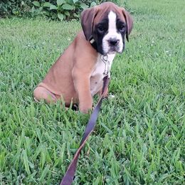 Boston Terrier, Boxer, and French Bulldog Puppies from Azaleas Euro Boxers & Boston Terriers