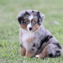 Miniature American Shepherd, Miniature Australian Shepherd, and Toy Australian Shepherd Puppies from Shooting Stars Ranch Toy and Mini Aussies