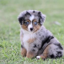 Miniature American Shepherd, Miniature Australian Shepherd, and Toy Australian Shepherd Puppies from Shooting Stars Ranch Toy and Mini Aussies