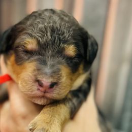 Boy 2 - Blue merle Bernedoodle puppy in Macon County, North Carolina from Mountain Doodles